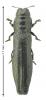 Aphanisticus elongatus